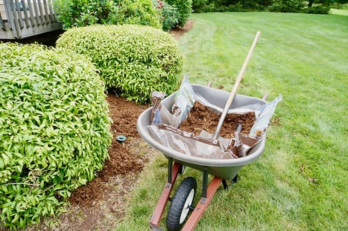 Wheelbarrow of fresh mulch beside trimmed shrubs