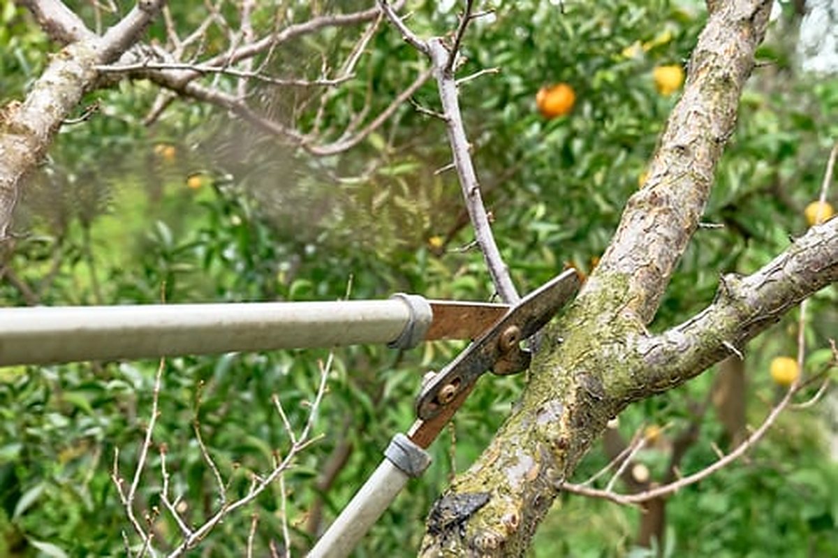 Pruning a fruit tree branch with a hand saw