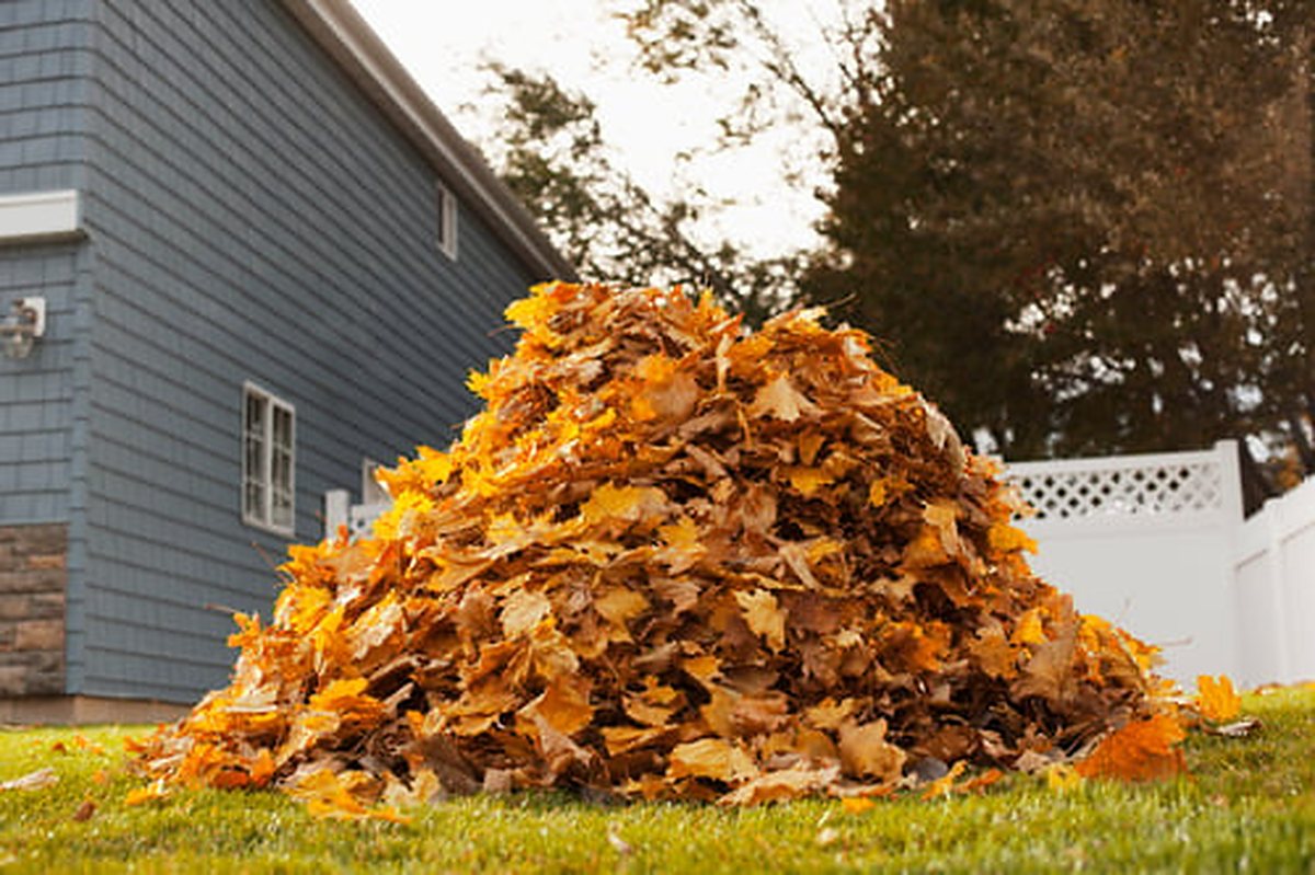 Pile of raked autumn leaves beside a house