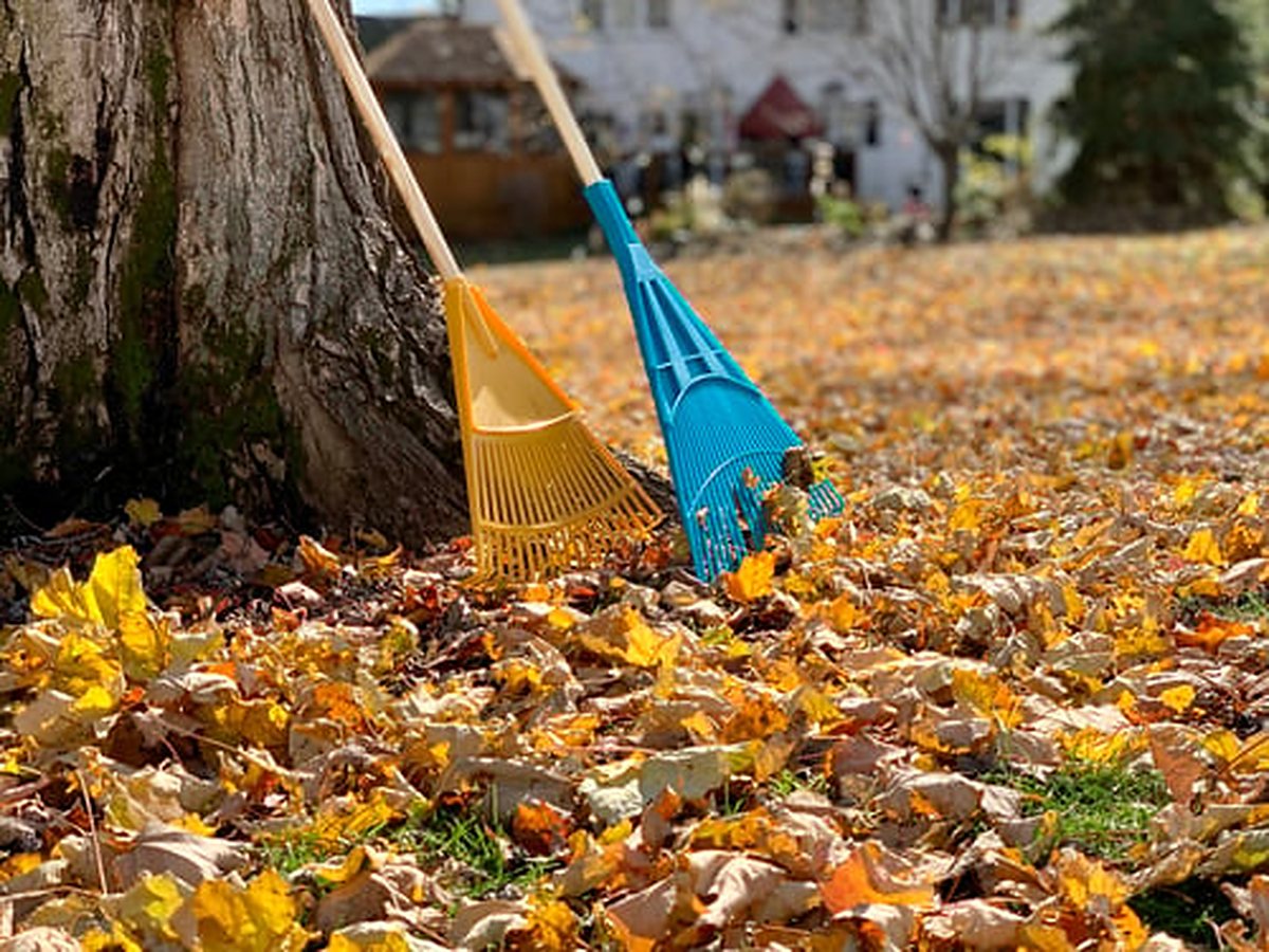 Raking fallen leaves under a tree in autumn